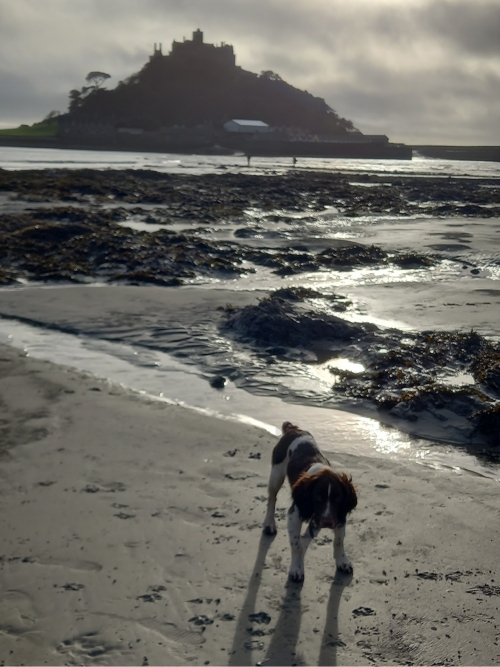 Spaniel heaven in Marazion